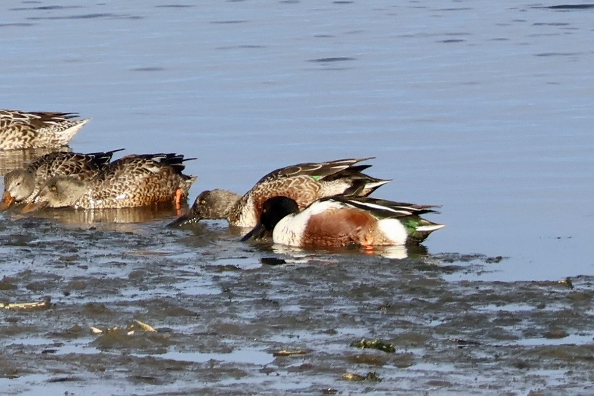 Cuchara Común - ML646987173