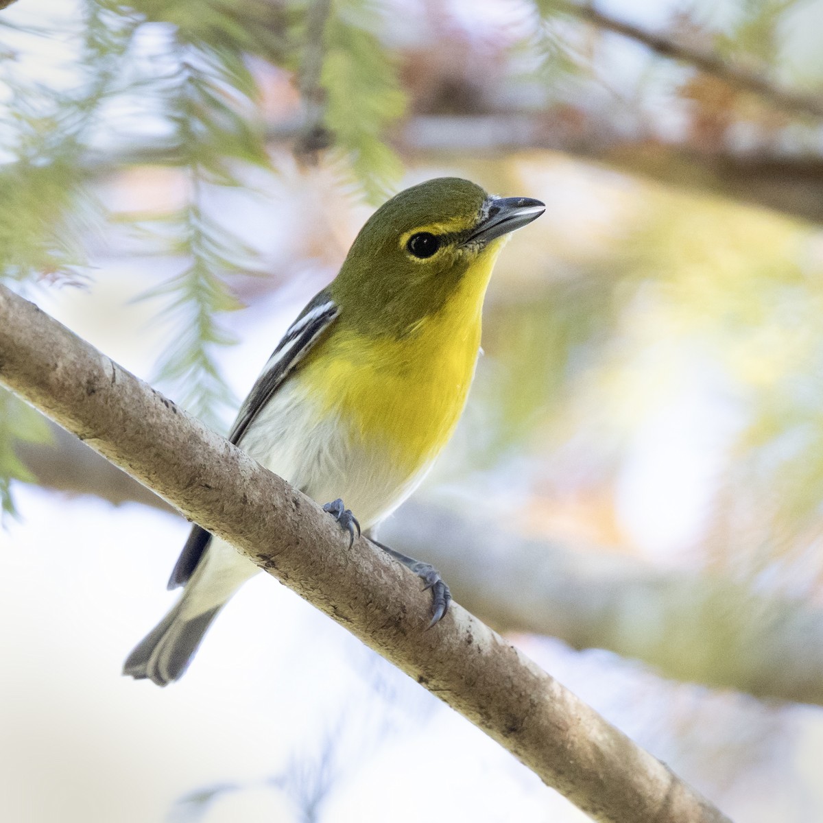 Yellow-throated Vireo - ML646987174