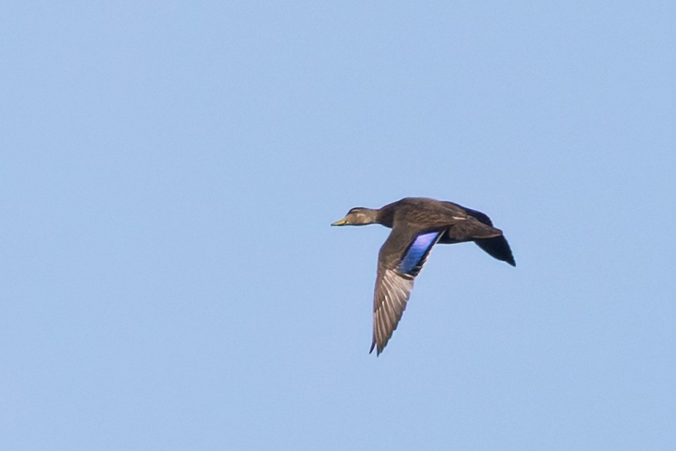 American Black Duck - ML646987180