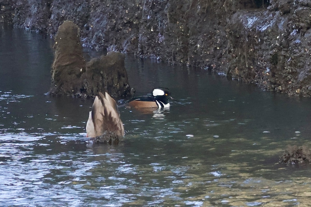 Serreta Capuchona - ML646987182