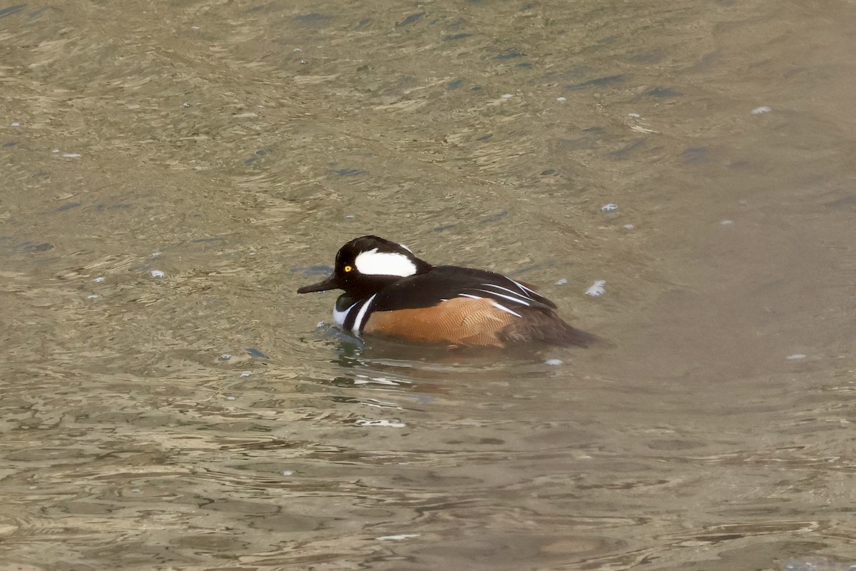 Serreta Capuchona - ML646987183