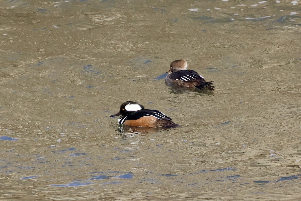 Serreta Capuchona - ML646987184