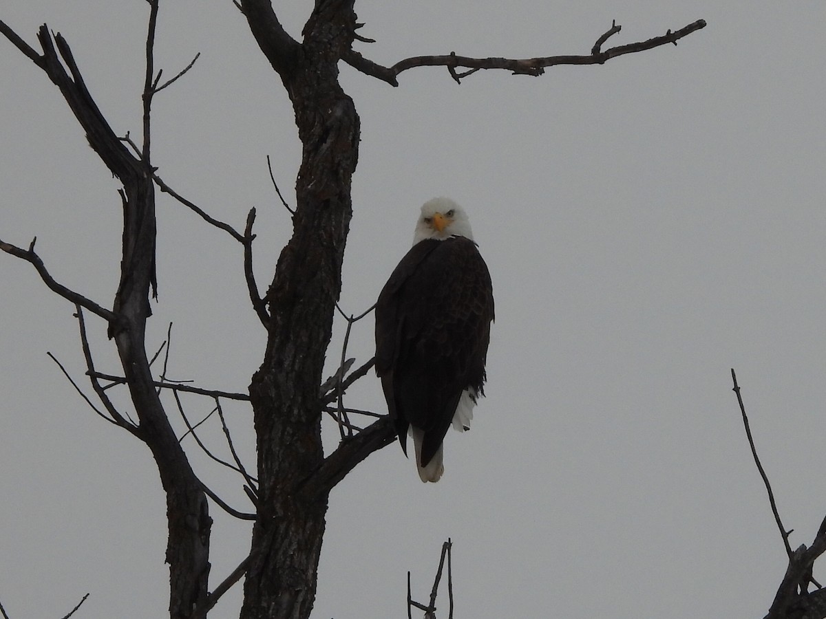 Bald Eagle - ML646987187