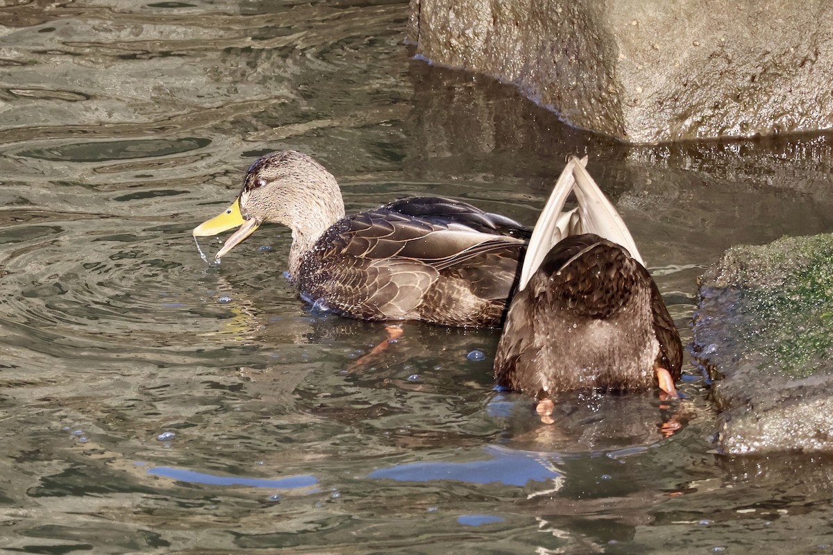 Ánade Sombrío - ML646987188