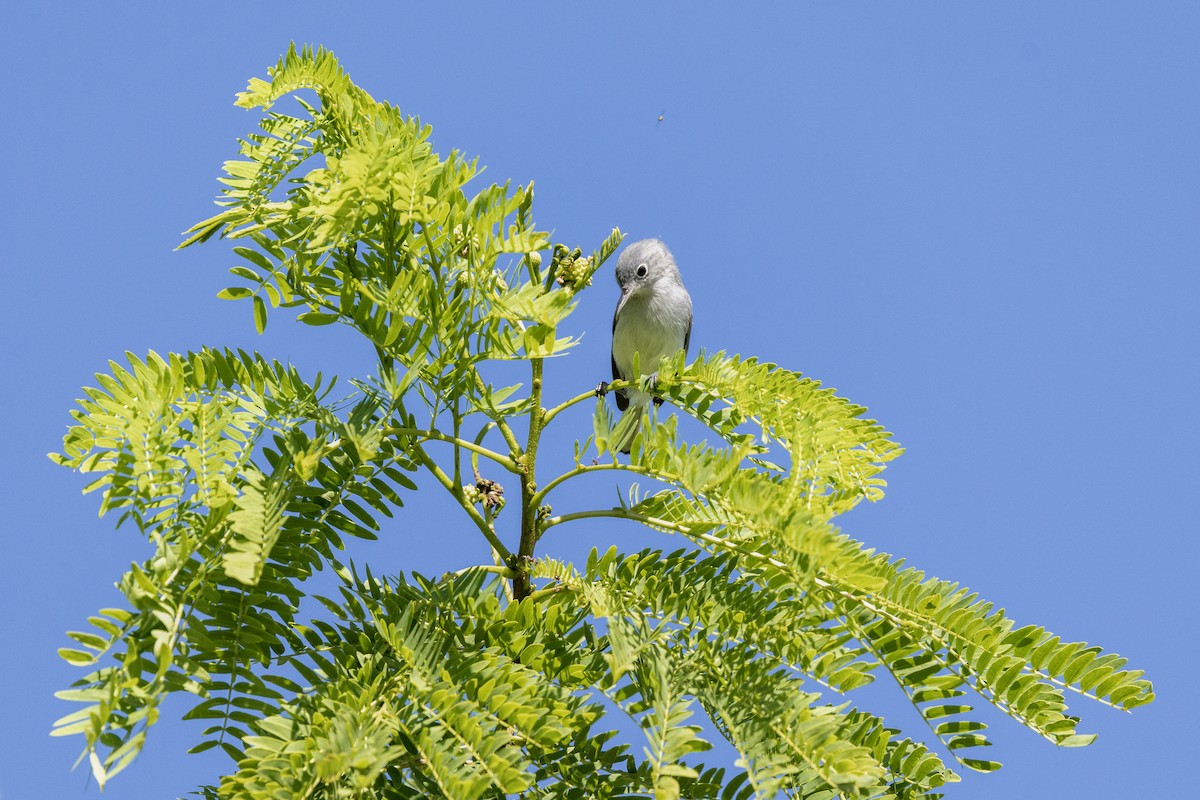 Blue-gray Gnatcatcher (Eastern) - ML646987196