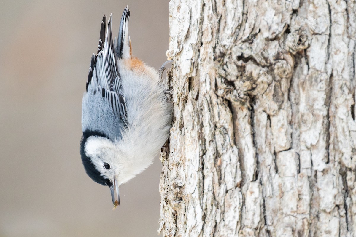 White-breasted Nuthatch - ML646987200