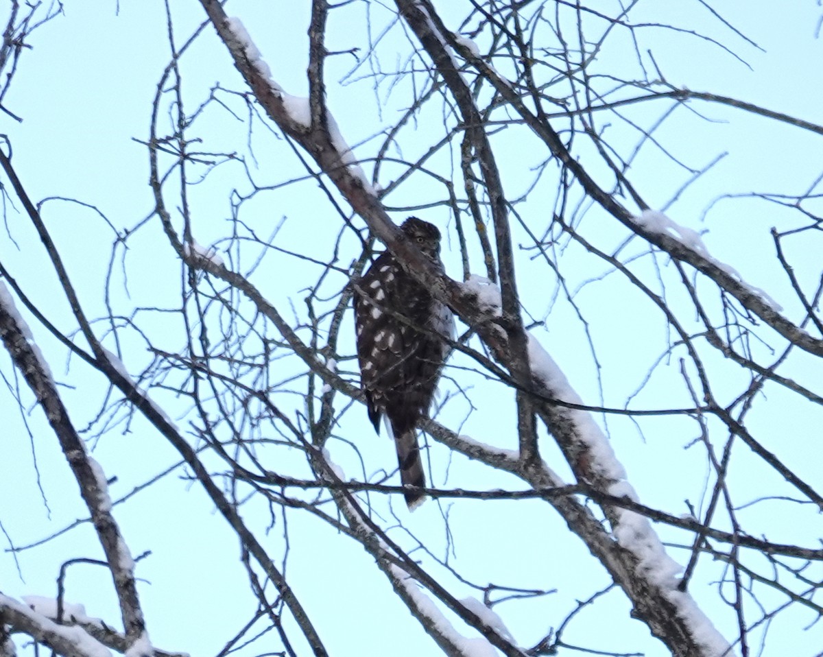 クーパーハイタカ - ML646987209