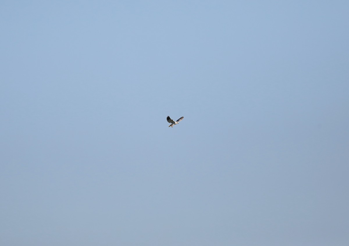 黑翅鳶 - ML646987210