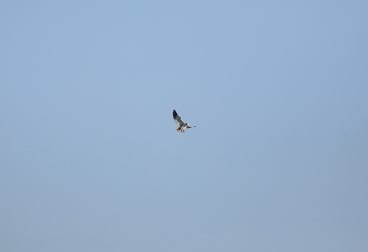 黑翅鳶 - ML646987211