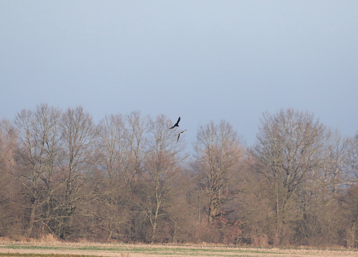 黑翅鳶 - ML646987212