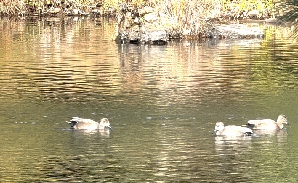 snadderand - ML646987218