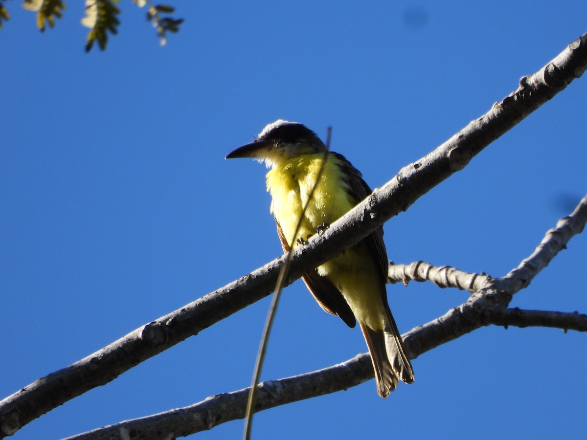 Boat-billed Flycatcher - ML646987219