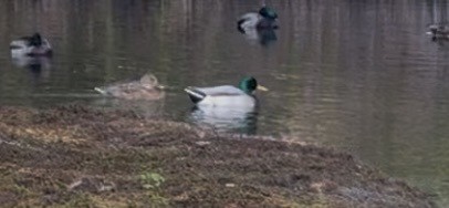 stokkand - ML646987220