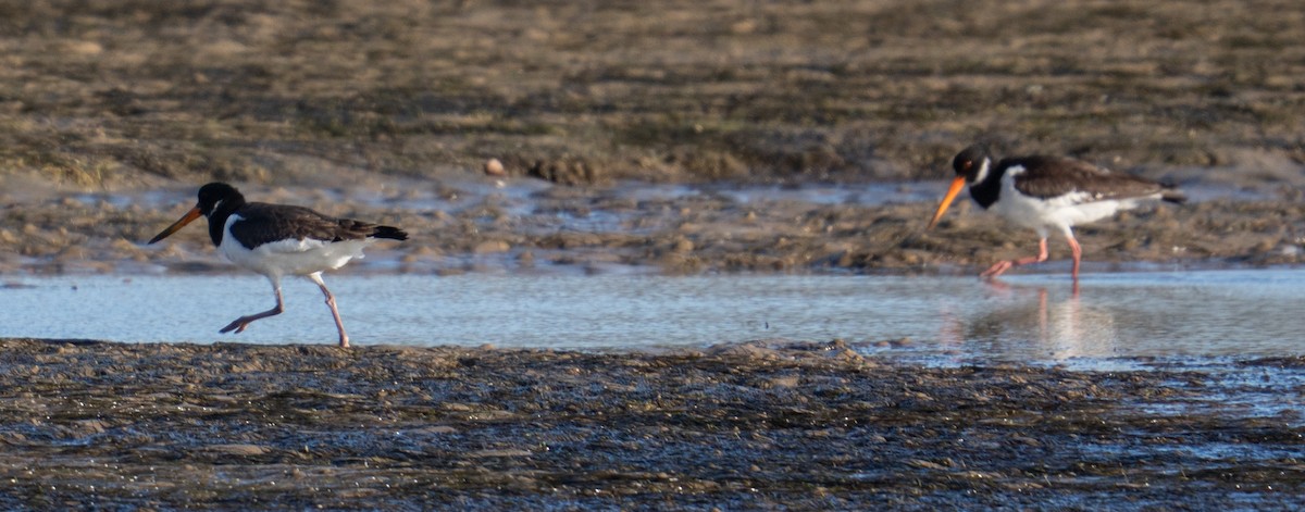 Eurasian Oystercatcher - ML646987221