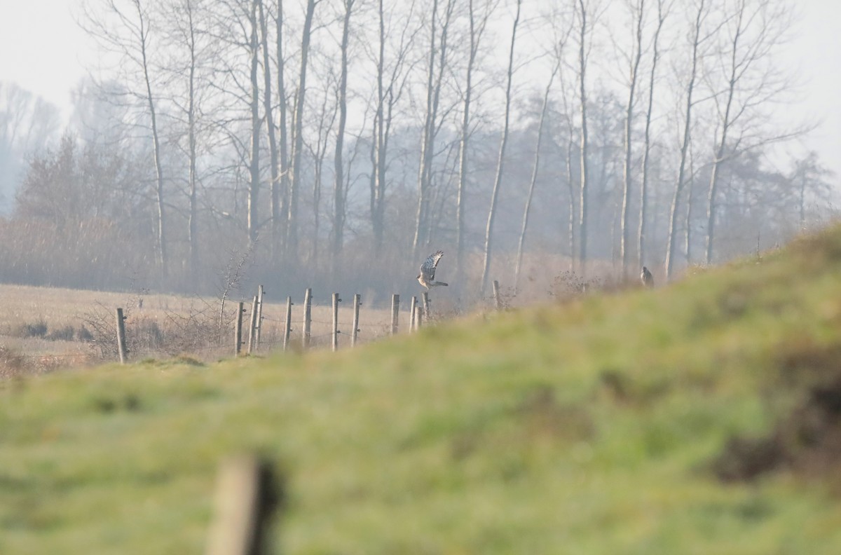 Полевой лунь - ML646987223