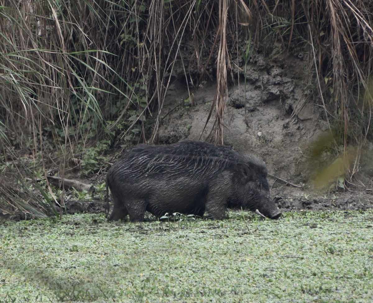 Кабан - ML646987224