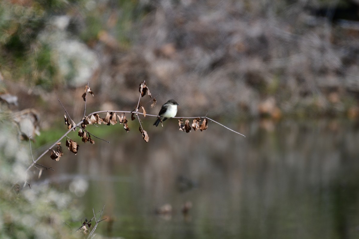 Weißbauch-Phoebetyrann - ML646987225