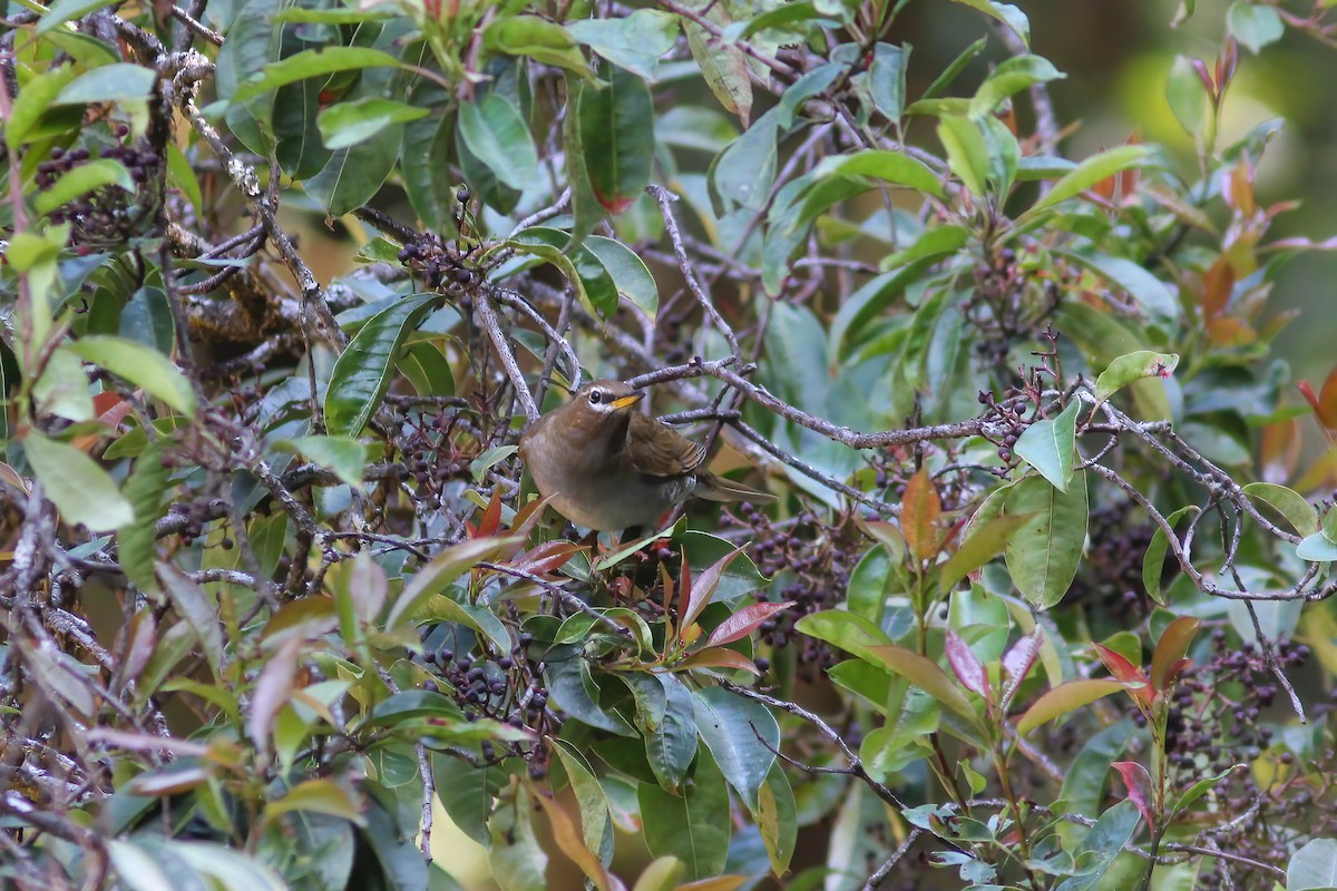 Gray-sided Thrush - ML646987226