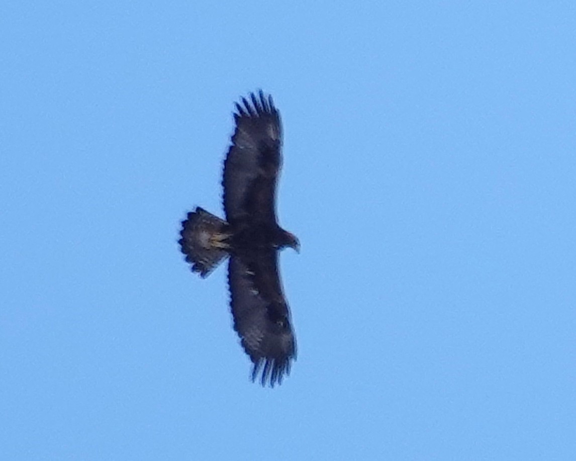 イヌワシ - ML646987229