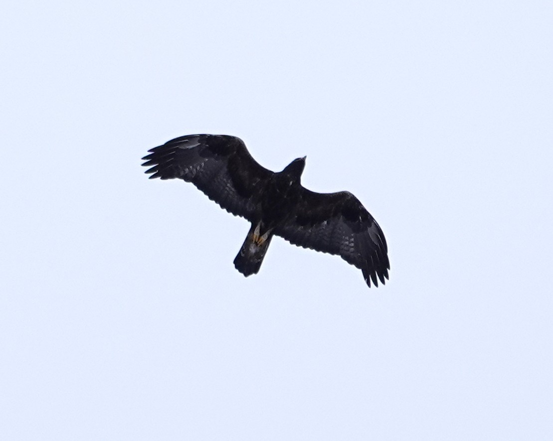 イヌワシ - ML646987230