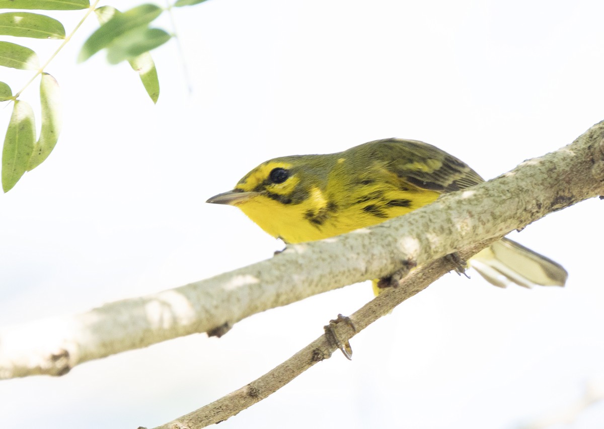 Prairie Warbler - ML646987233