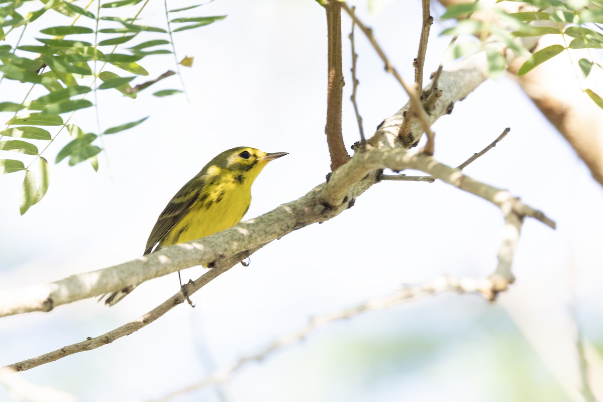Prairie Warbler - ML646987234