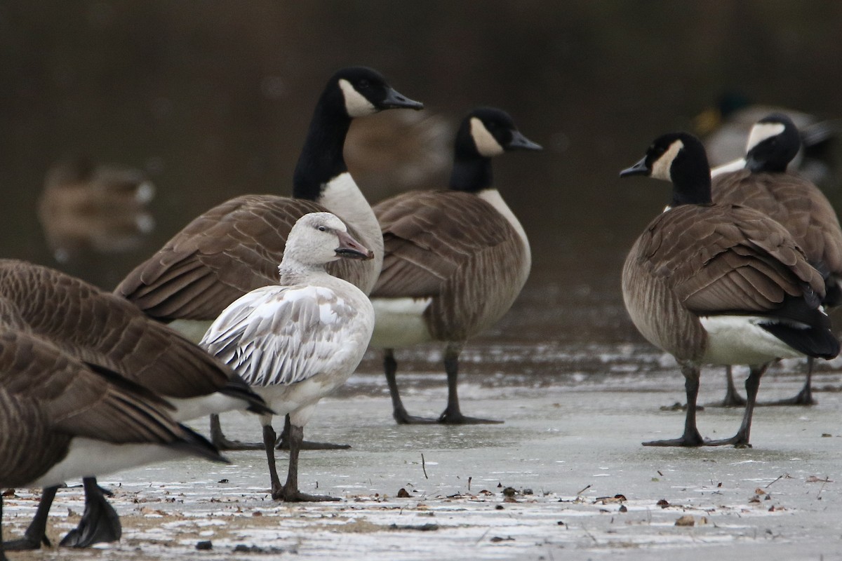 אווז שלג - ML646987235