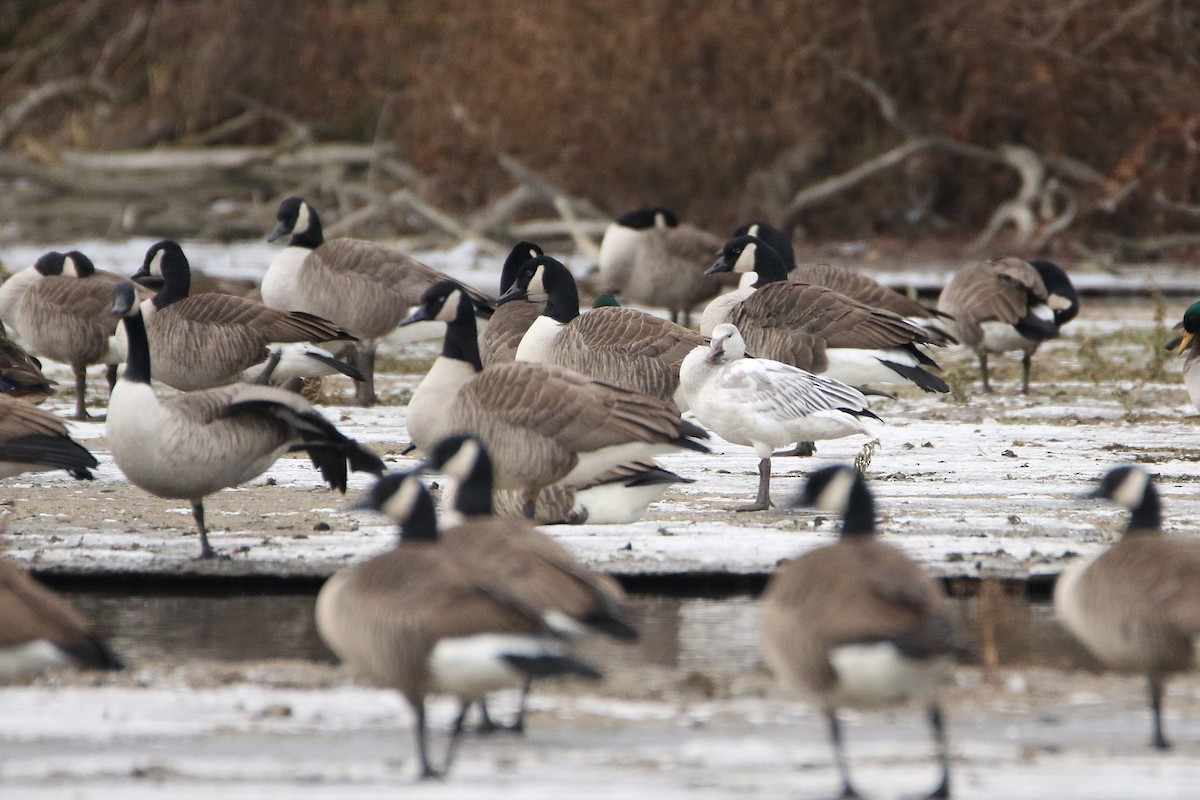 אווז שלג - ML646987236