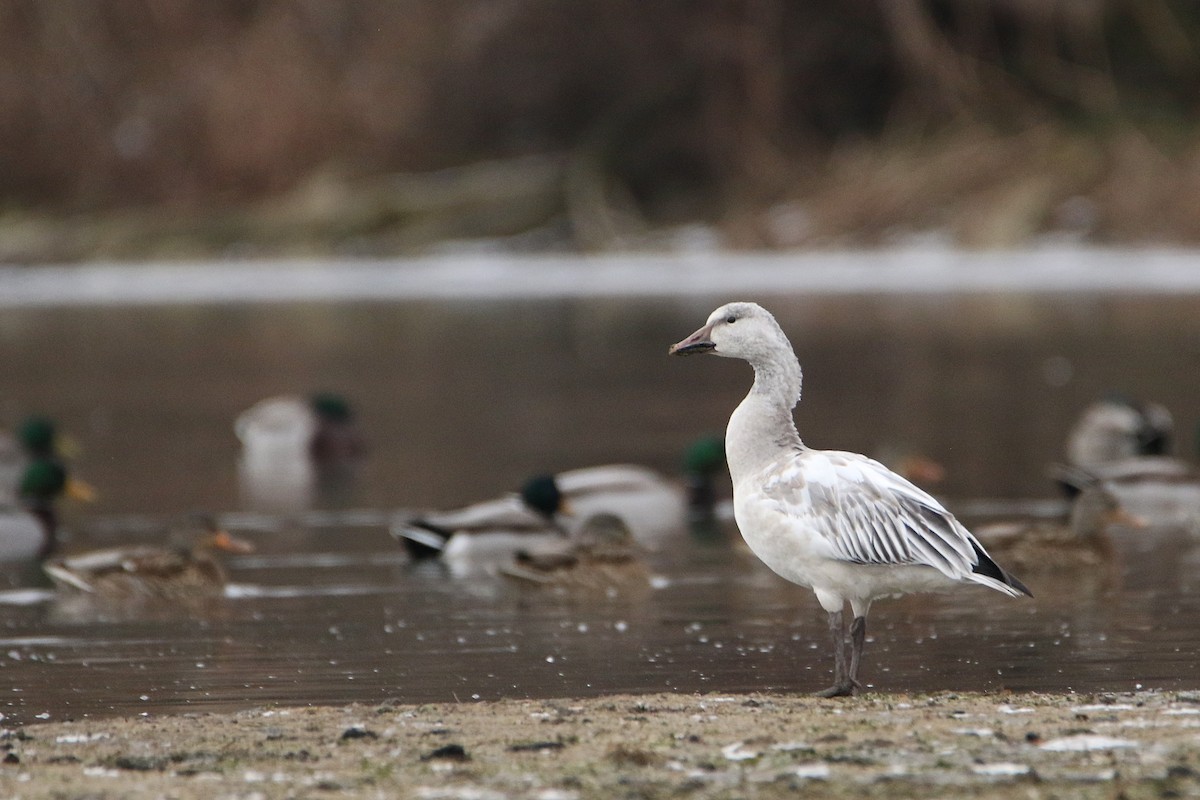 אווז שלג - ML646987237