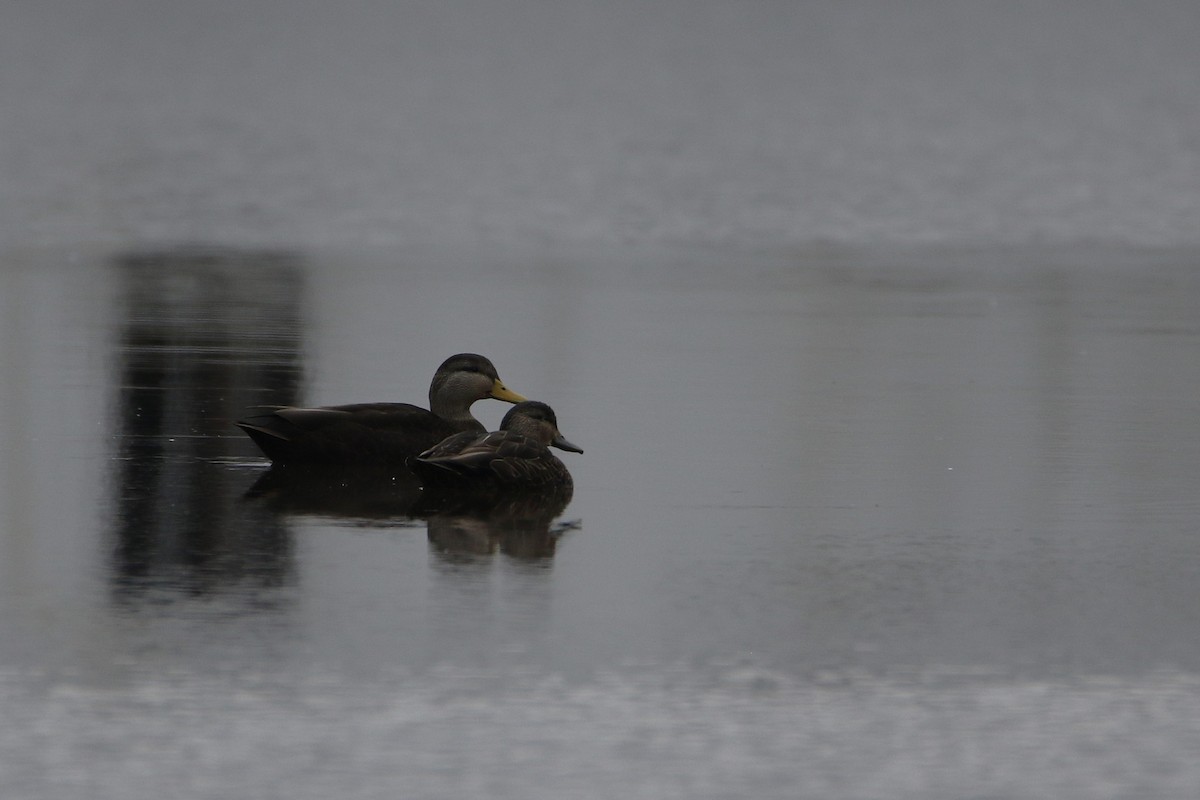 ברווז שחור אמריקני - ML646987239