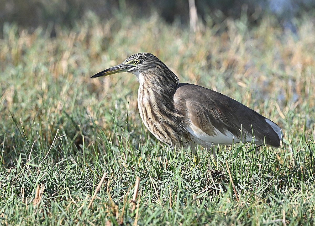 Indian Pond-Heron - ML646987240