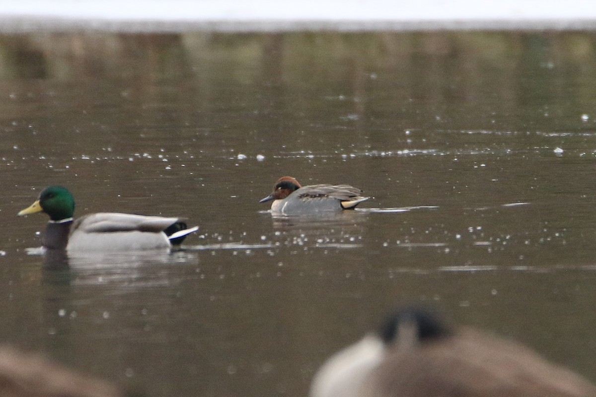 שרשיר (אמריקני) - ML646987241