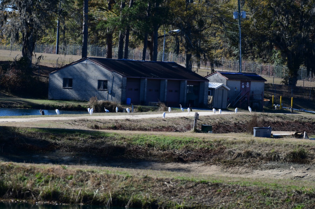 Silberreiher - ML646987242