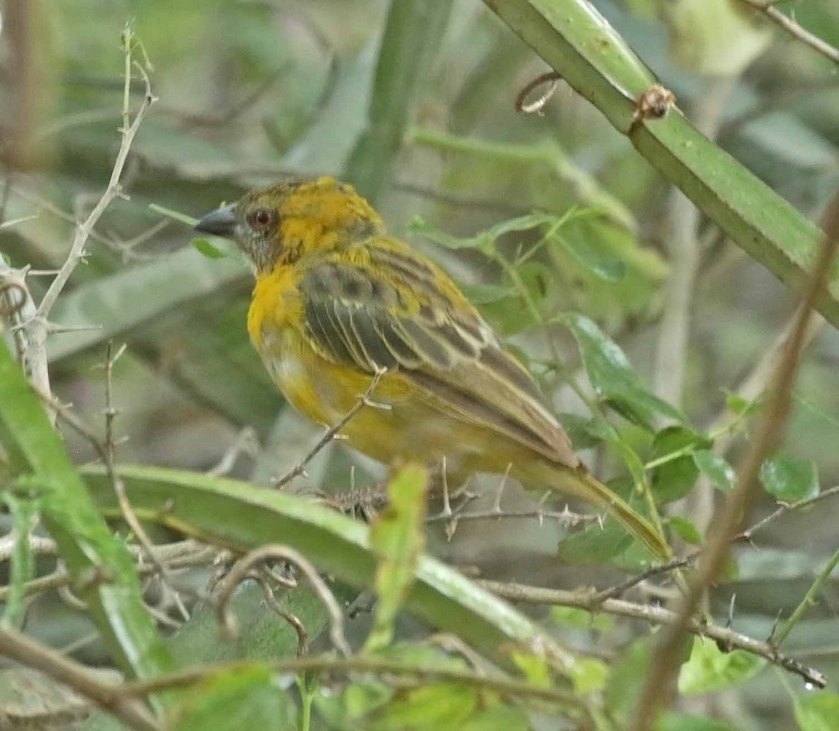 Иволговый ткач - ML646987243