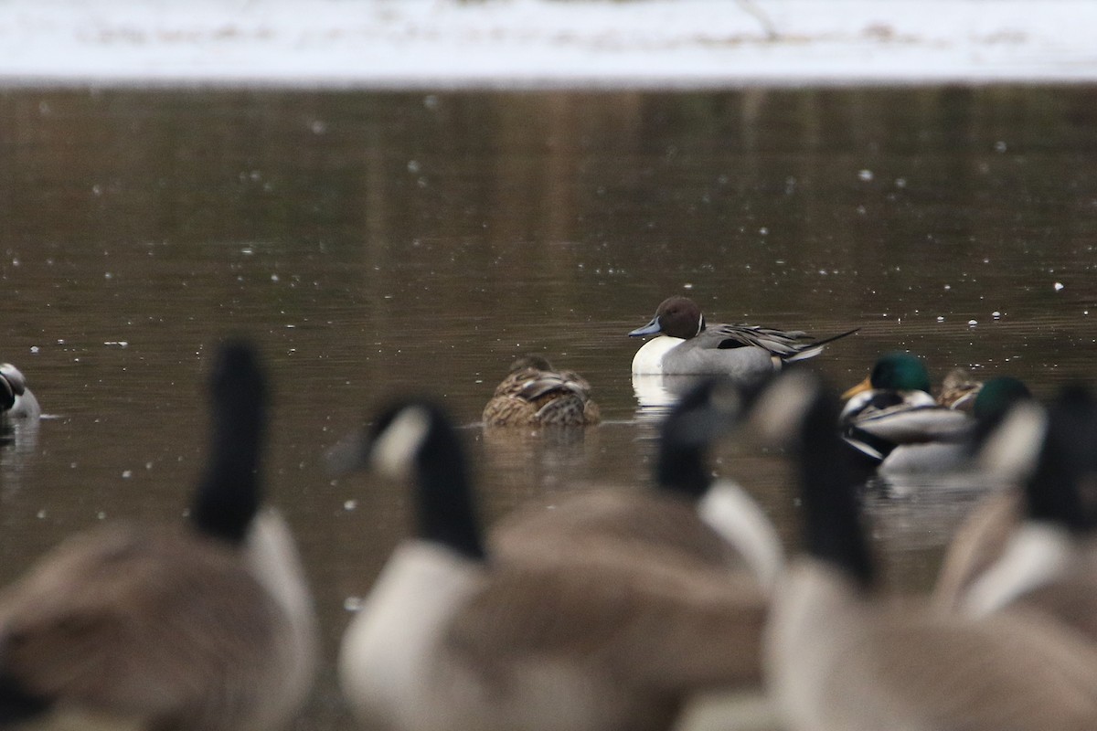ברווז חד-זנב - ML646987244