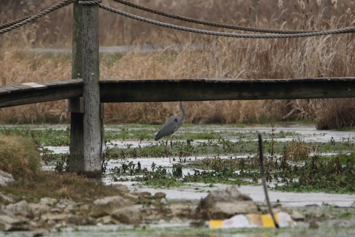 אנפה אמריקנית - ML646987246