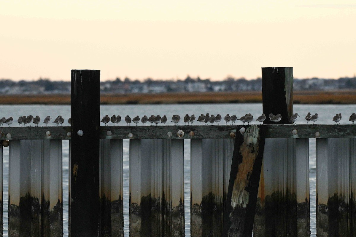 ハマシギ - ML646987247