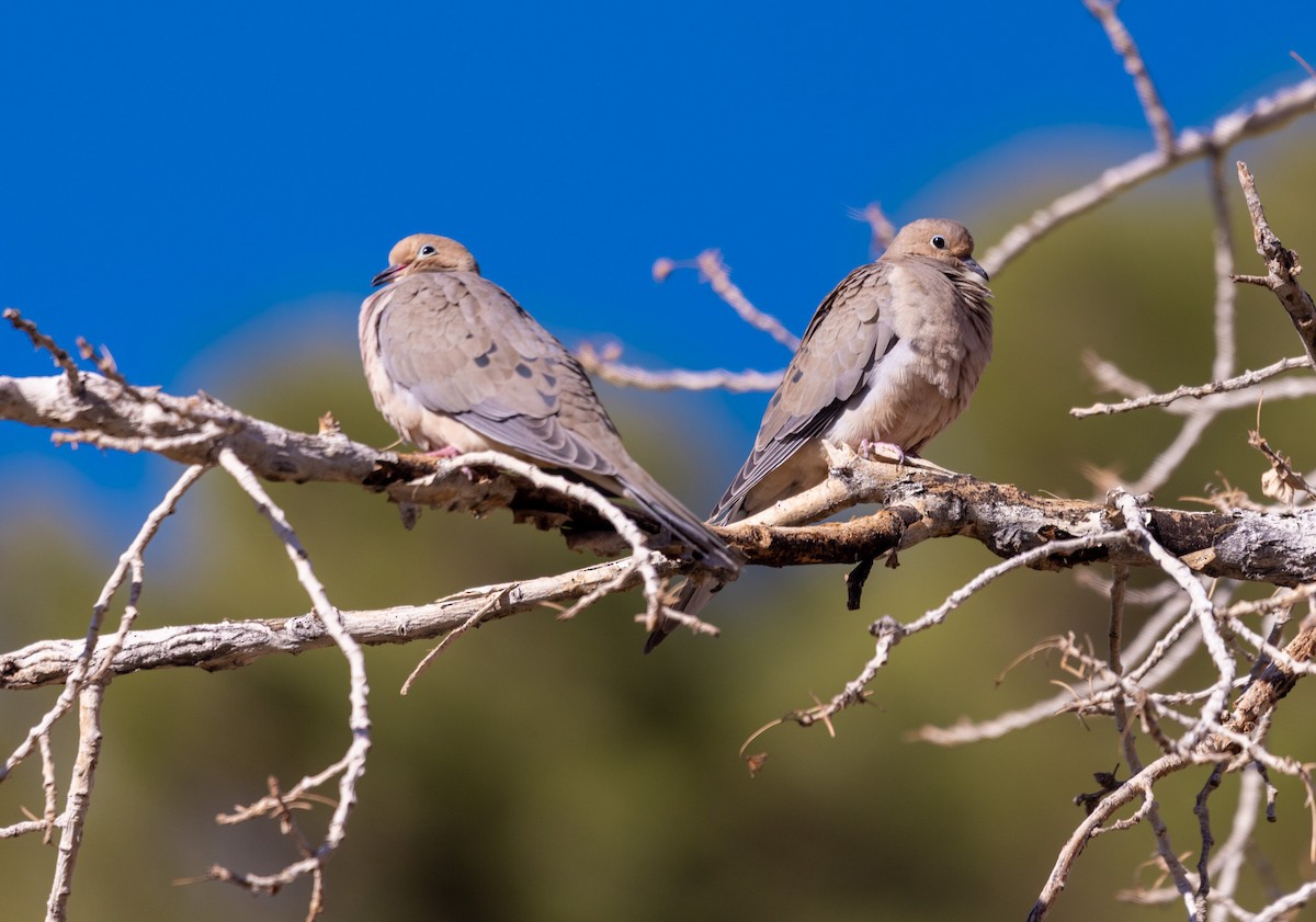 Zenaida arrunta - ML646987248