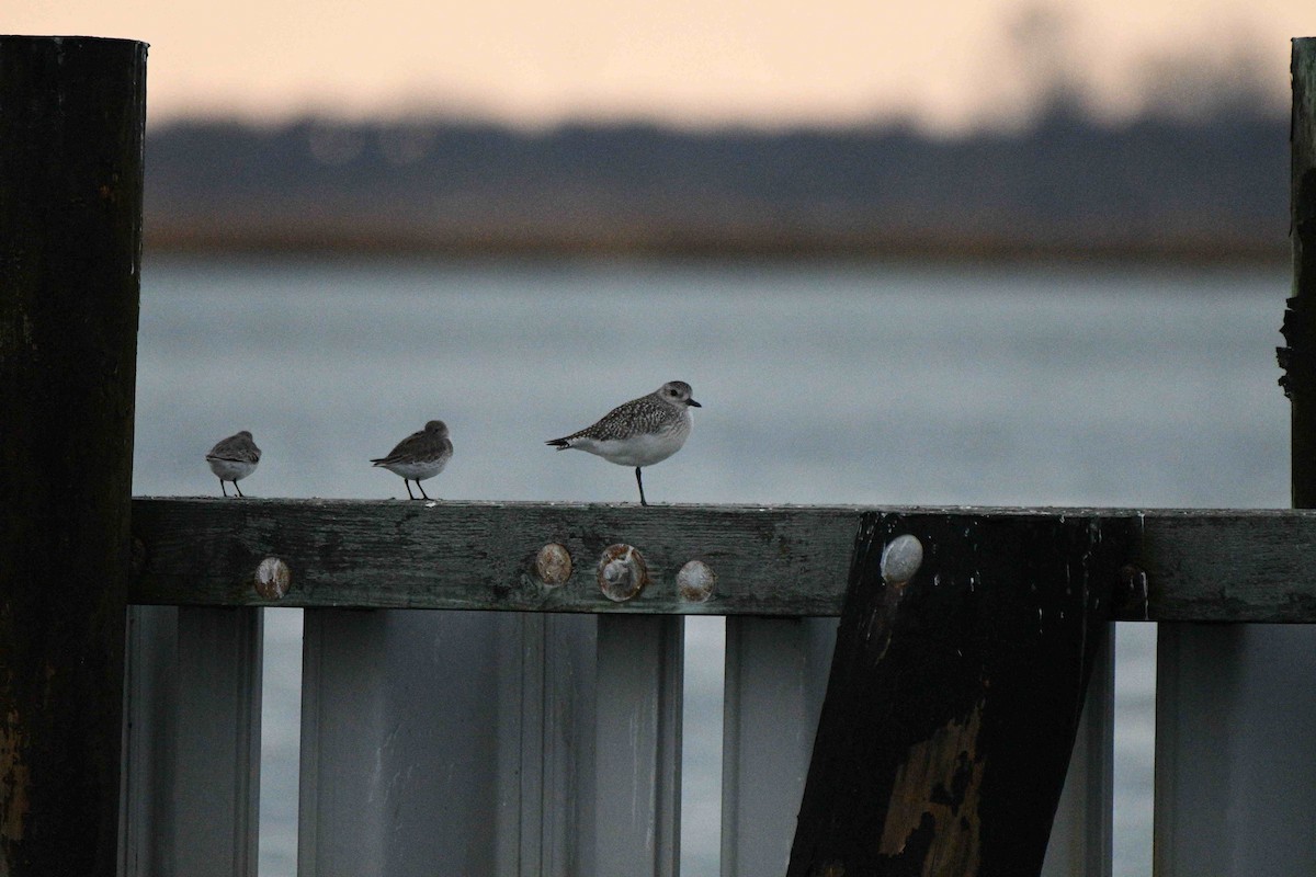 Gümüş Yağmurcun - ML646987252