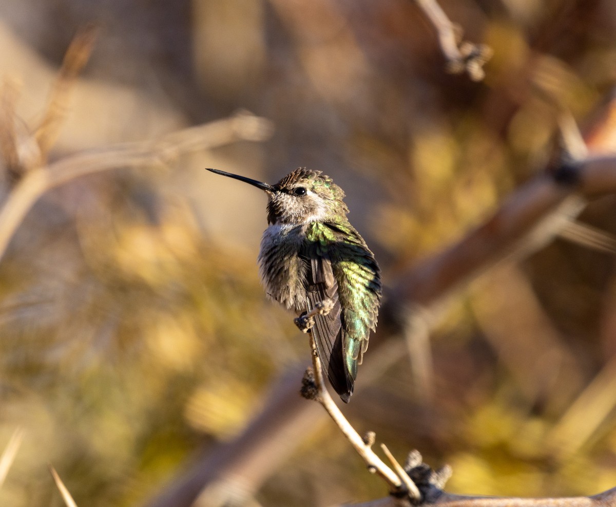 Costa's Hummingbird - ML646987253