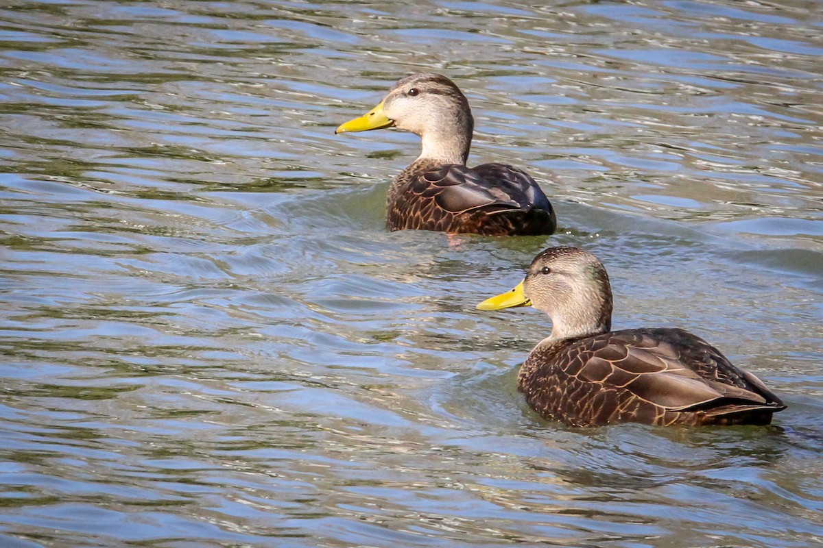 American Black Duck - ML646987254