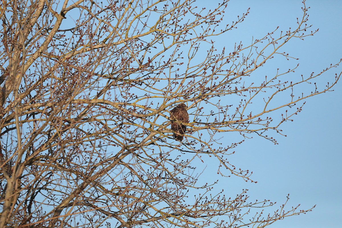 歐亞鵟 - ML646987256