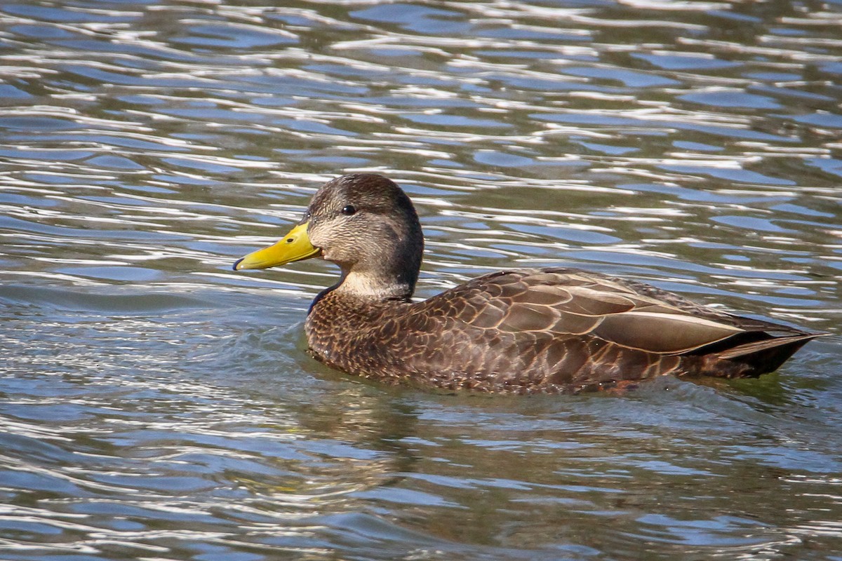 American Black Duck - ML646987257