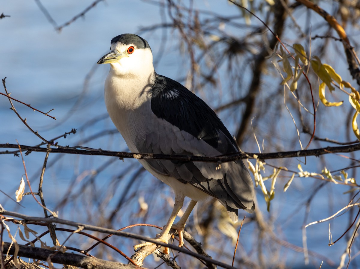 Amiltxori arrunta - ML646987258