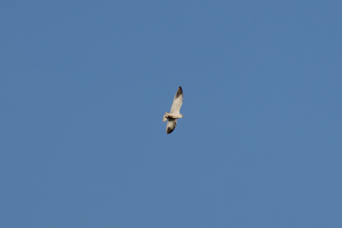 Nibbio bianco (caeruleus) - ML646987263