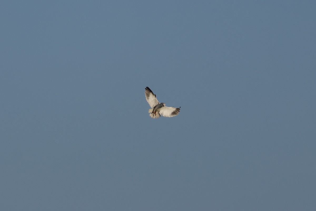 Nibbio bianco (caeruleus) - ML646987264