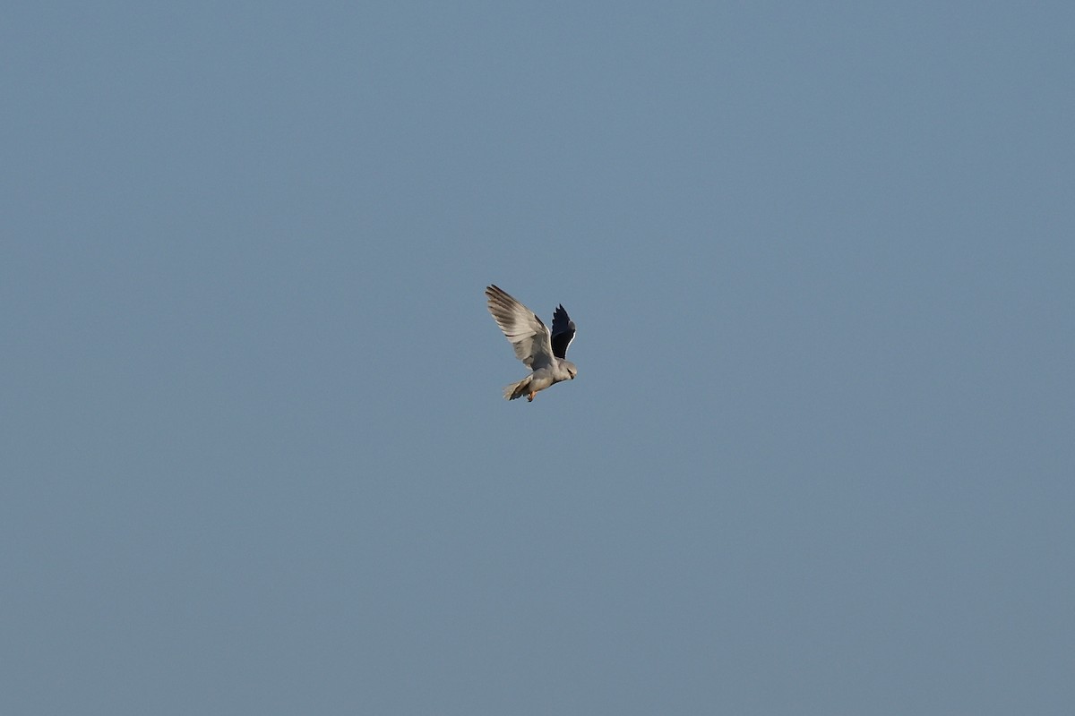 Nibbio bianco (caeruleus) - ML646987265