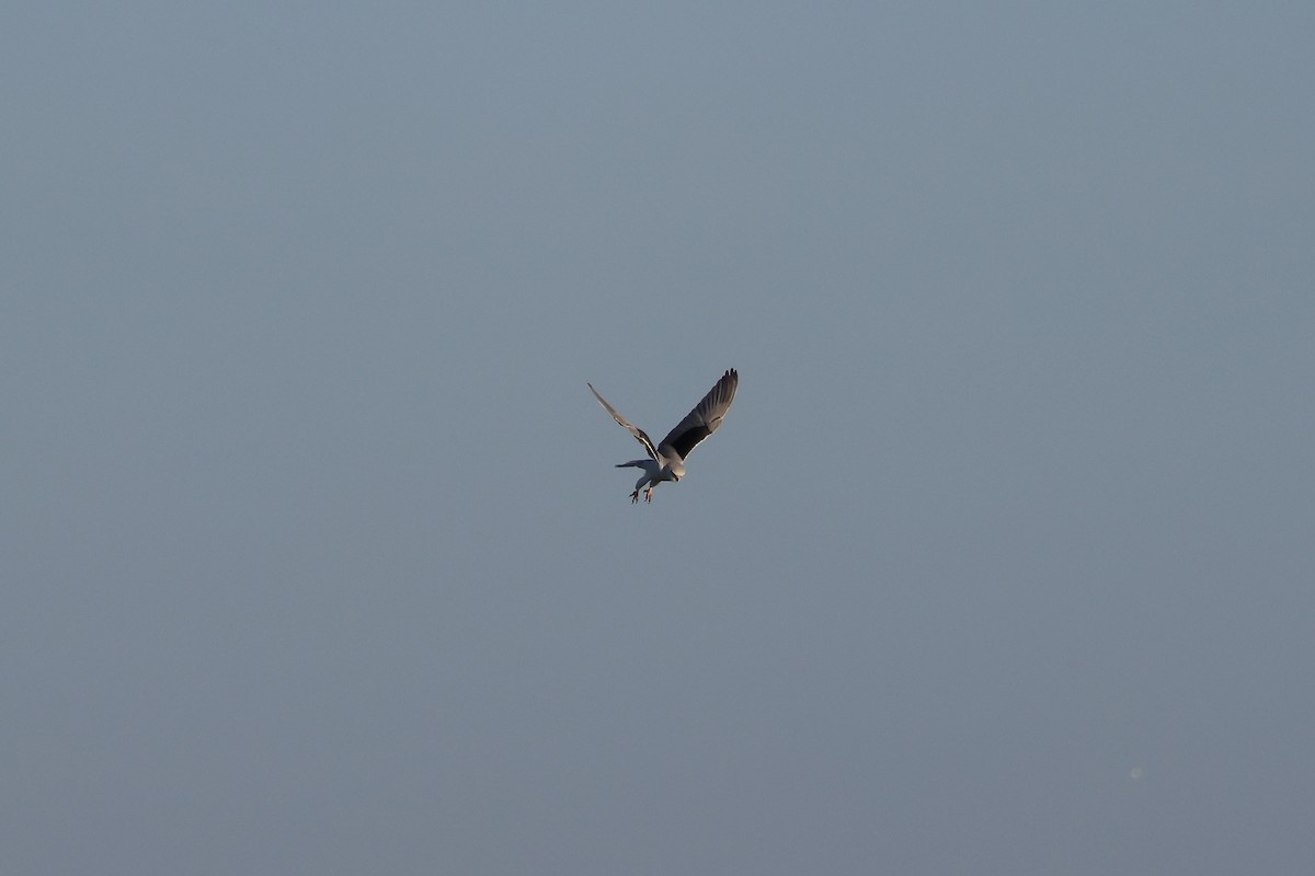 Nibbio bianco (caeruleus) - ML646987266