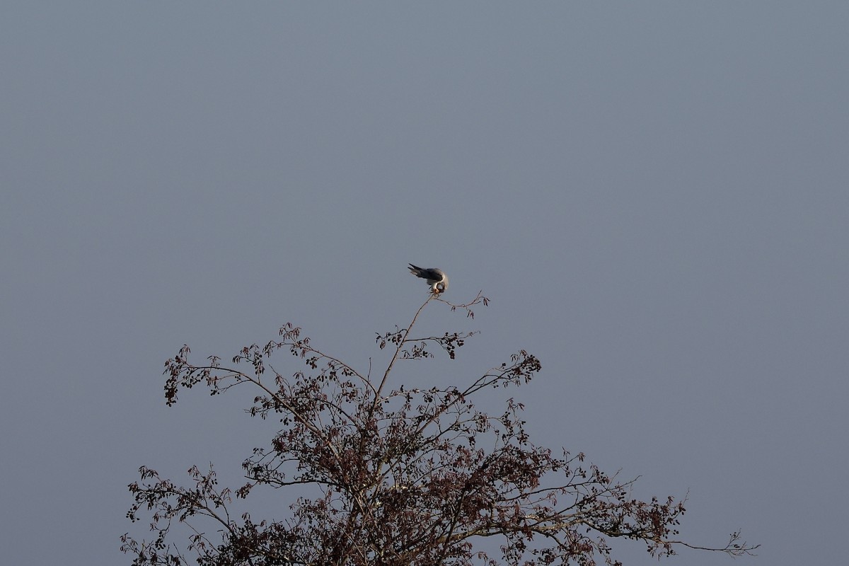 Nibbio bianco (caeruleus) - ML646987267