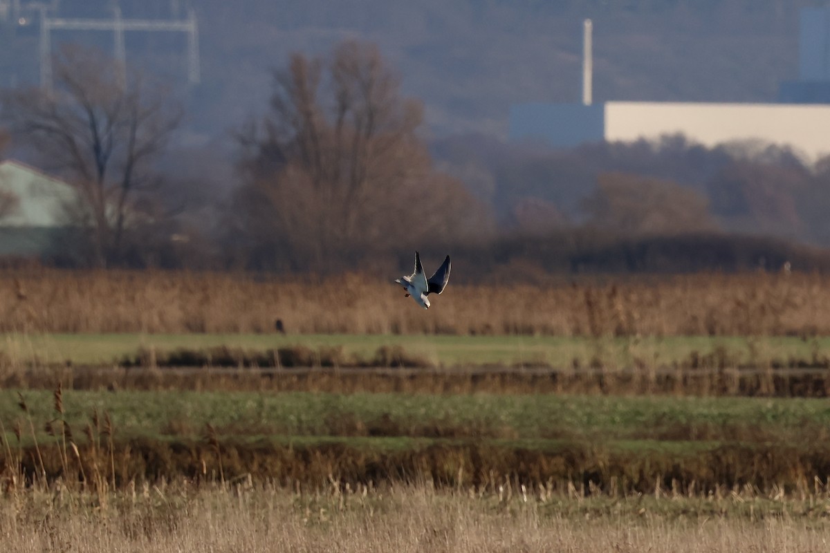 Nibbio bianco (caeruleus) - ML646987268